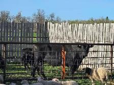 Black bull