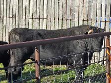 Black bull - Photo 2