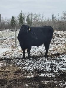 Black bull - Photo 3