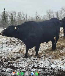 Black bull - Photo 4