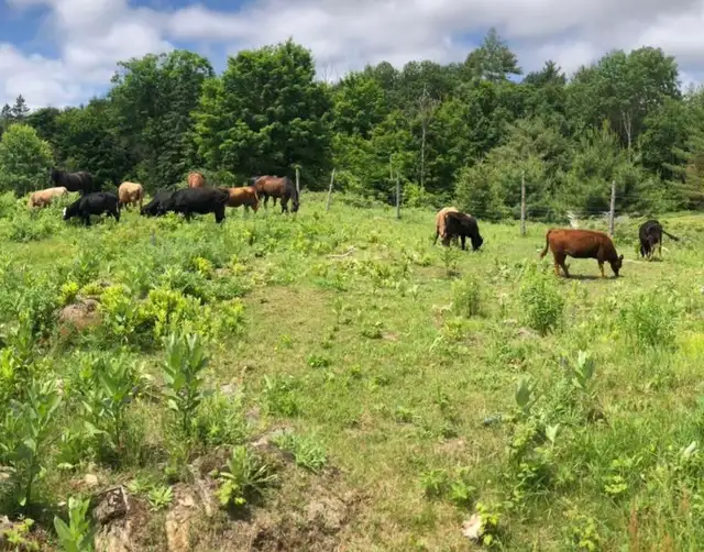 Small herd of 6 Dexter/cross cows