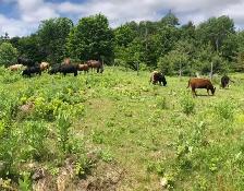 Small herd of 6 Dexter/cross cows
