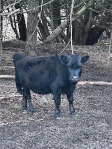 Small herd of 6 Dexter/cross cows - Photo 2