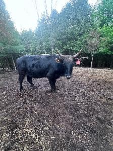 Small herd of 6 Dexter/cross cows - Photo 3