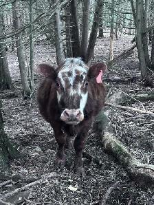 Small herd of 6 Dexter/cross cows - Photo 4