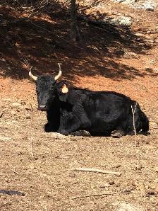 Small herd of 6 Dexter/cross cows - Photo 5