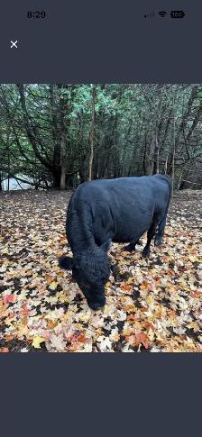 Small herd of 6 Dexter/cross cows - Photo 6