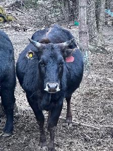 Small herd of 6 Dexter/cross cows - Photo 7