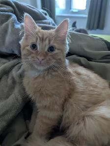 Chaton roux poils long affectueux 3mois - Photo 2