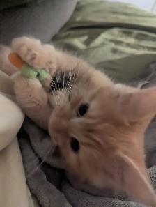 Chaton roux poils long affectueux 3mois - Photo 3