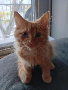 Chaton roux poils long affectueux 3mois - Photo 4