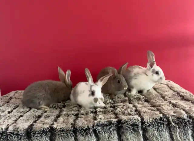lapin de chair  ou domestique