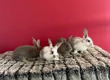 lapin de chair  ou domestique