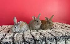 lapin de chair  ou domestique - Photo 2