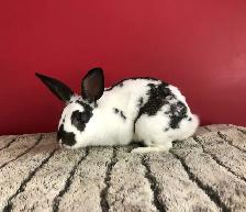 lapin de chair  ou domestique - Photo 3