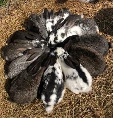lapin de chair  ou domestique - Photo 4
