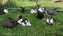 lapin de chair  ou domestique - Photo 5