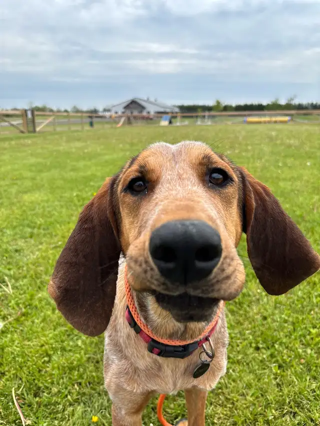 Red Tick Coon Hound