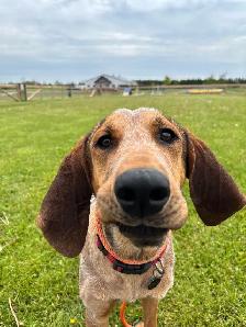 Red Tick Coon Hound