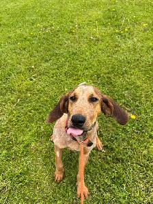 Red Tick Coon Hound - Photo 2