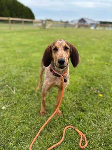 Red Tick Coon Hound - Photo 3