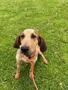 Red Tick Coon Hound - Photo 4