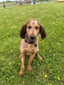 Red Tick Coon Hound - Photo 5
