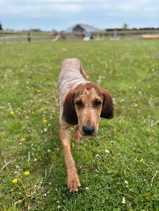 Red Tick Coon Hound - Photo 6