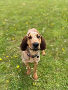 Red Tick Coon Hound - Photo 7