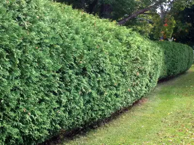NORTHERN WHITE CEDARS FOR SALE