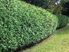 NORTHERN WHITE CEDARS FOR SALE