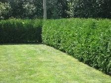 NORTHERN WHITE CEDARS FOR SALE - Photo 2