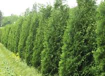 NORTHERN WHITE CEDARS FOR SALE - Photo 3