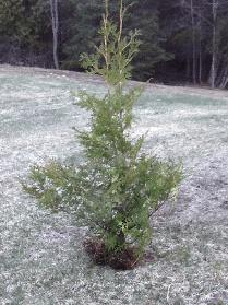 NORTHERN WHITE CEDARS FOR SALE - Photo 4