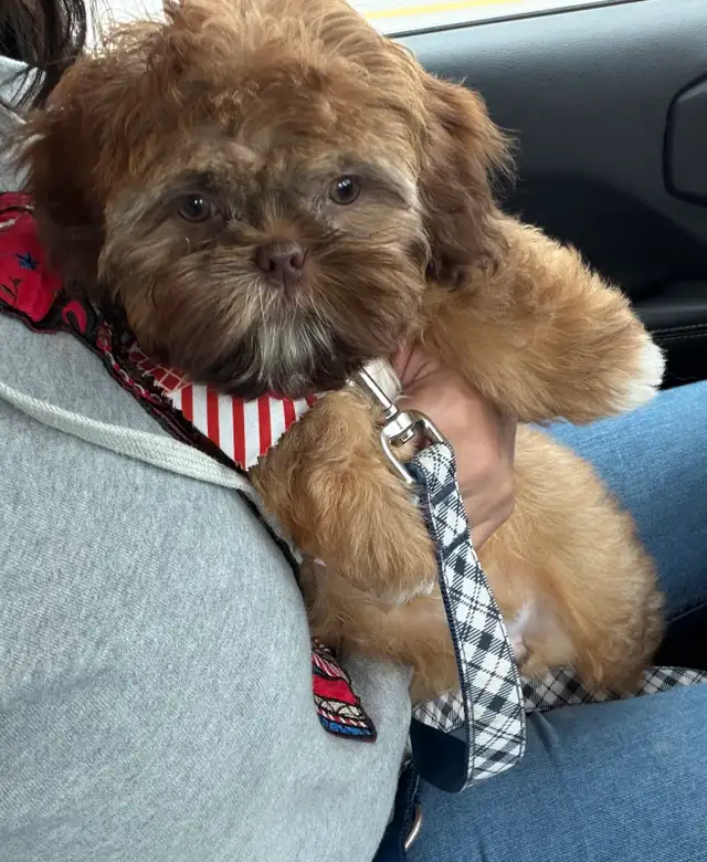 cutest shih Tzu for sale
