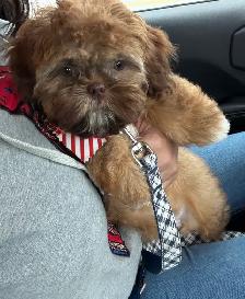 cutest shih Tzu for sale