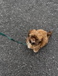 cutest shih Tzu for sale - Photo 2