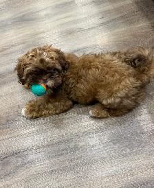 cutest shih Tzu for sale - Photo 3