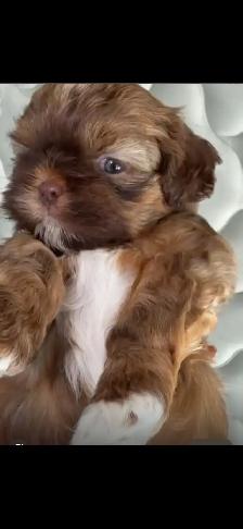 cutest shih Tzu for sale - Photo 4