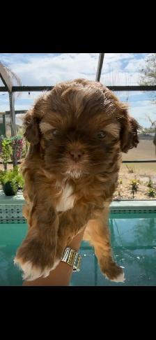 cutest shih Tzu for sale - Photo 5