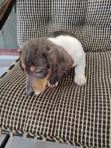 PRET A PARTIR TECKEL MINIATURE DACHSHUNDS READY TO GO - Photo 2