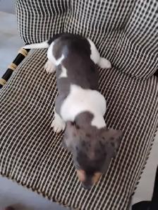PRET A PARTIR TECKEL MINIATURE DACHSHUNDS READY TO GO - Photo 3