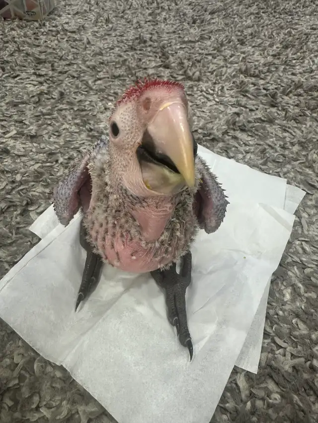 Green wing Macaw baby for sale