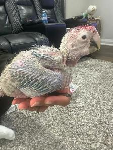 Green wing Macaw baby for sale - Photo 2