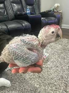 Green wing Macaw baby for sale - Photo 3