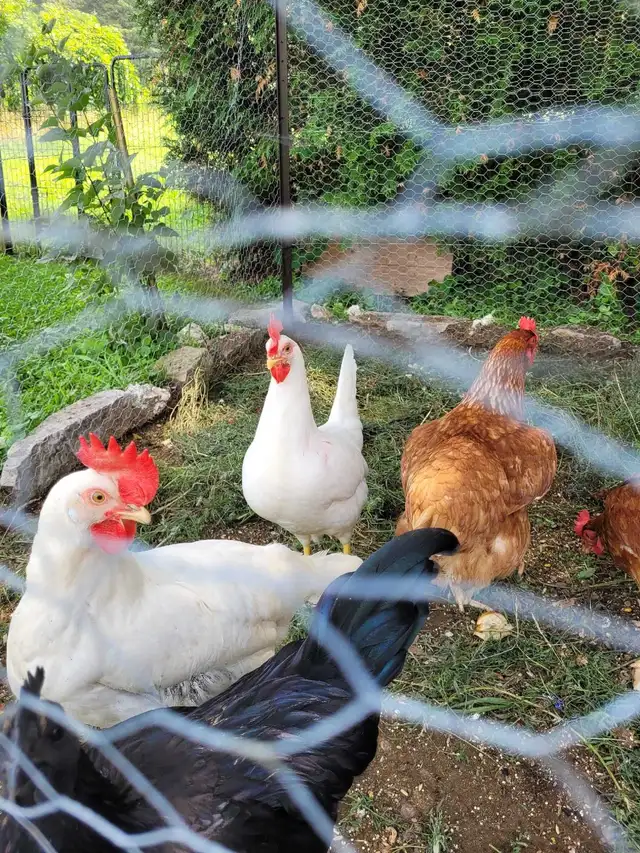 poules pondeuses