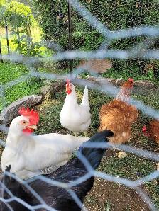 poules pondeuses