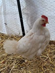 poules pondeuses - Photo 2