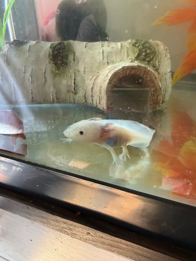 axolotl tank and all accessories