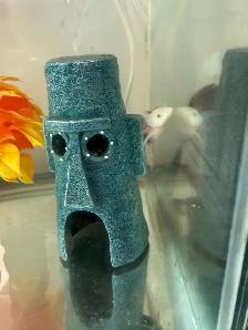 axolotl tank and all accessories - Photo 2